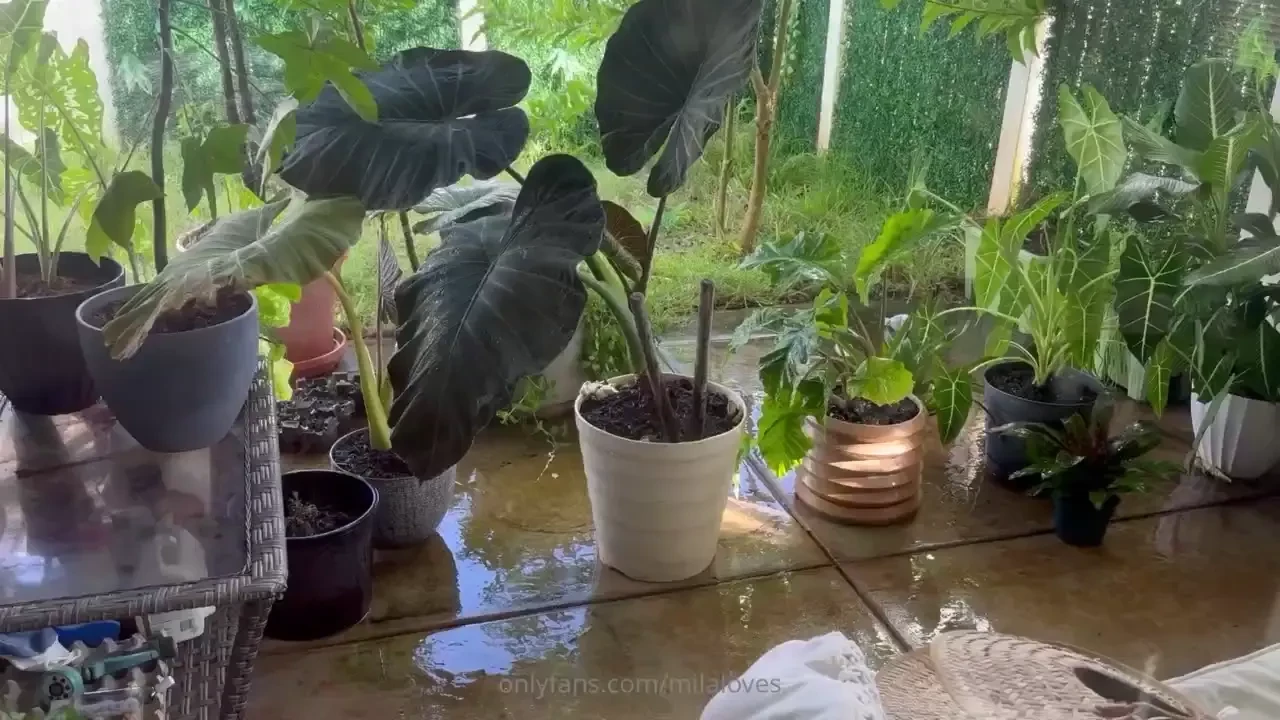 I rest while i attempt to figure out my plant placement er 