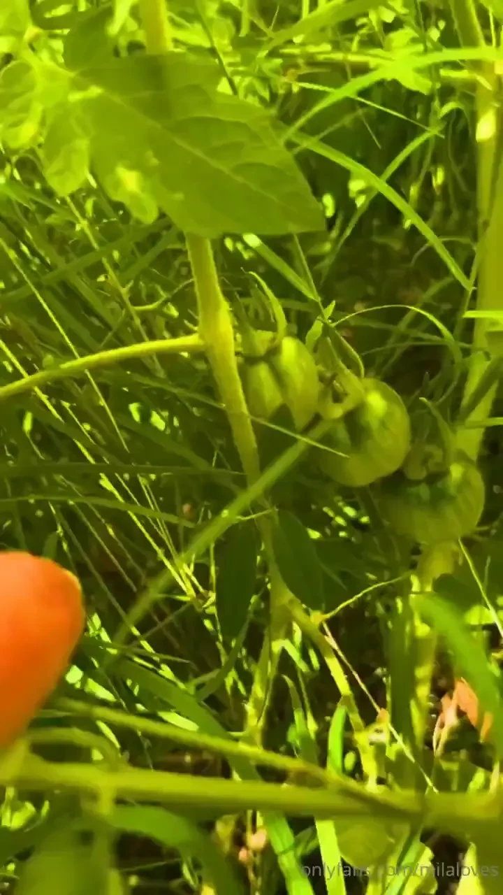 Discovering a tomato patch in the far corner of my garden on the 
