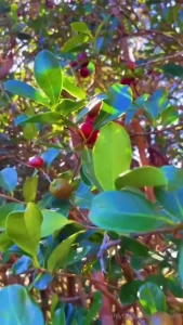 Glimpse of guava