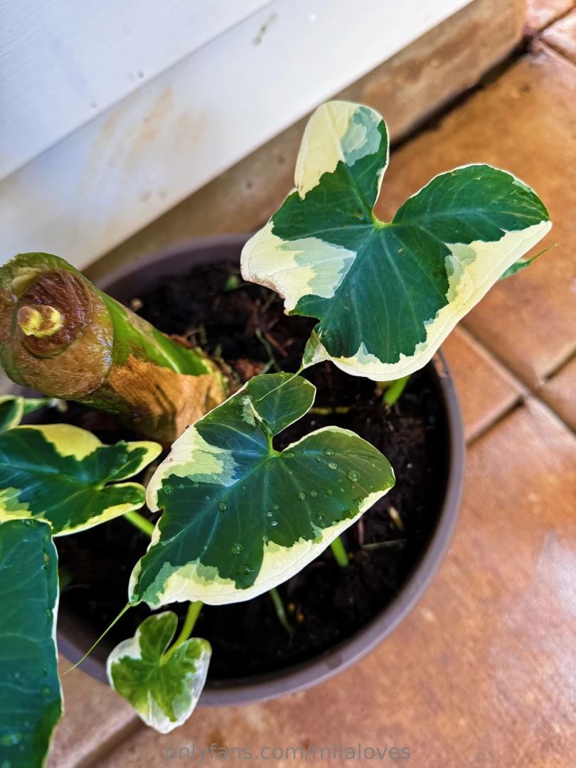 I am very thankful my softer and sensual moments are still up woot 