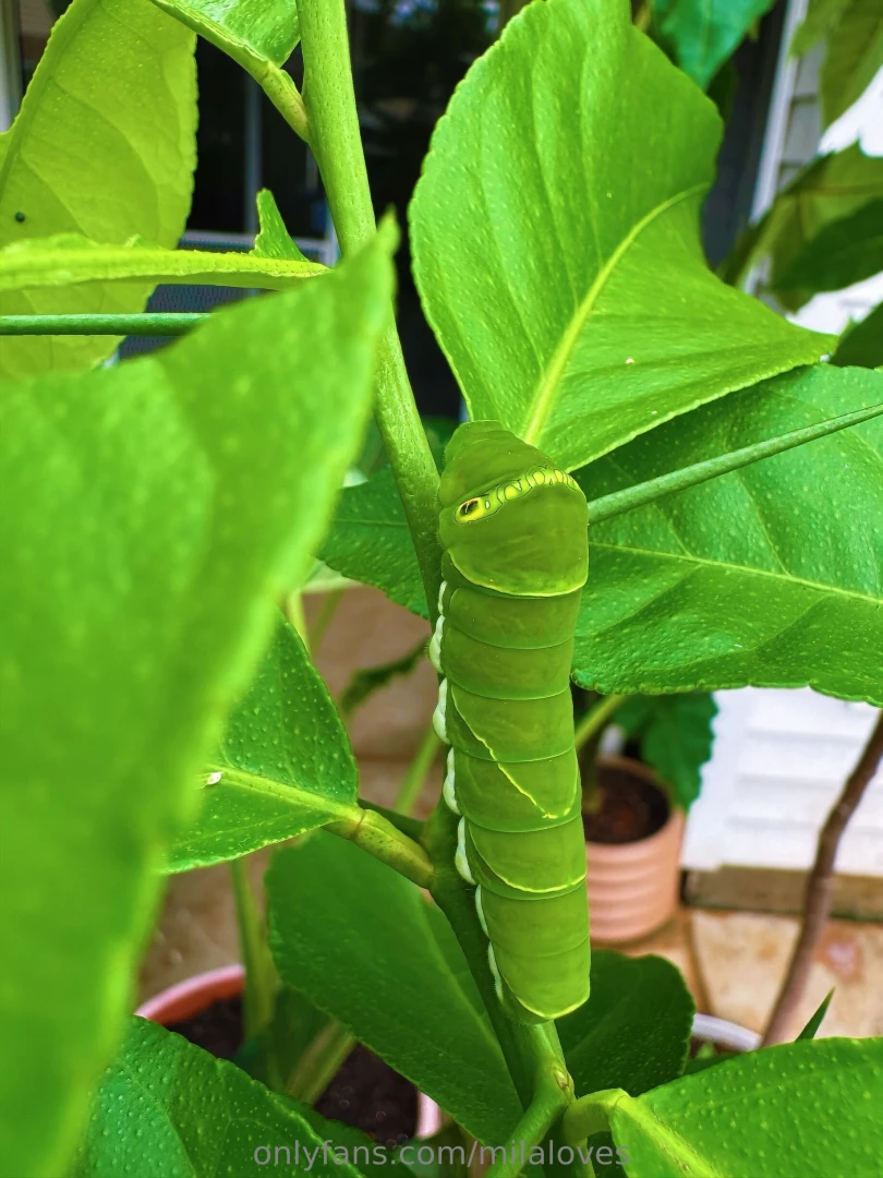 Oh goodness resting on my lemon tree my little friend citrus 