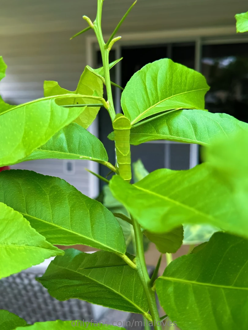Oh goodness resting on my lemon tree my little friend citrus part 1 