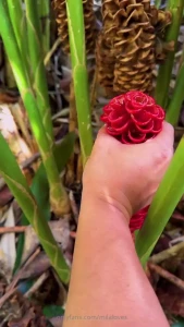 This is a awapuhi plant it is nicknamed shampoo ginger plant the plant