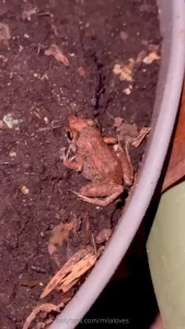 I found them yay yay the frog friends were resting in the soil of my