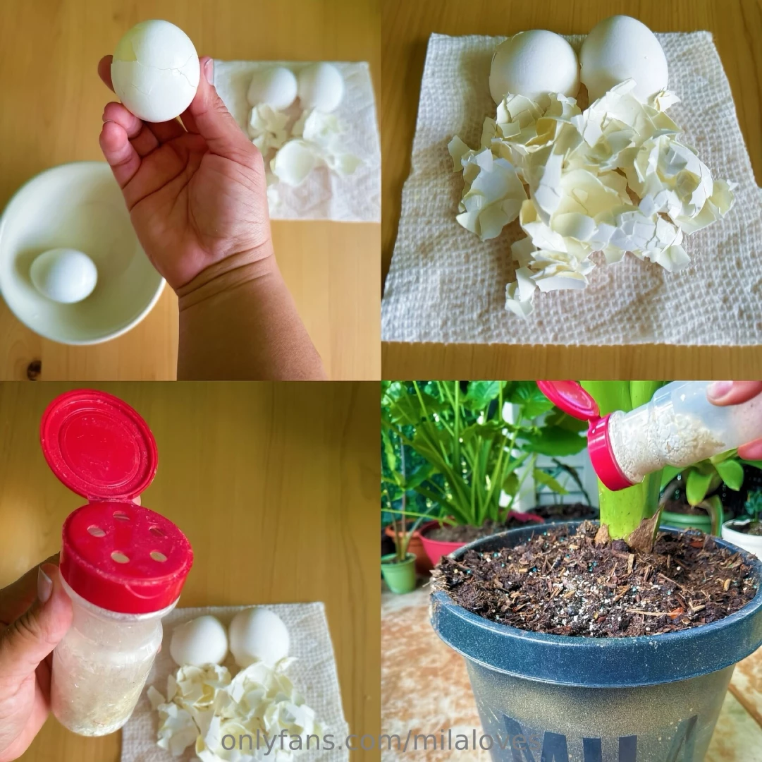 I enjoy using my eggshells in the garden i will wash them dry them off 