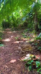 Kulana ahane trail the start of the trail the kulana ahane moanalua