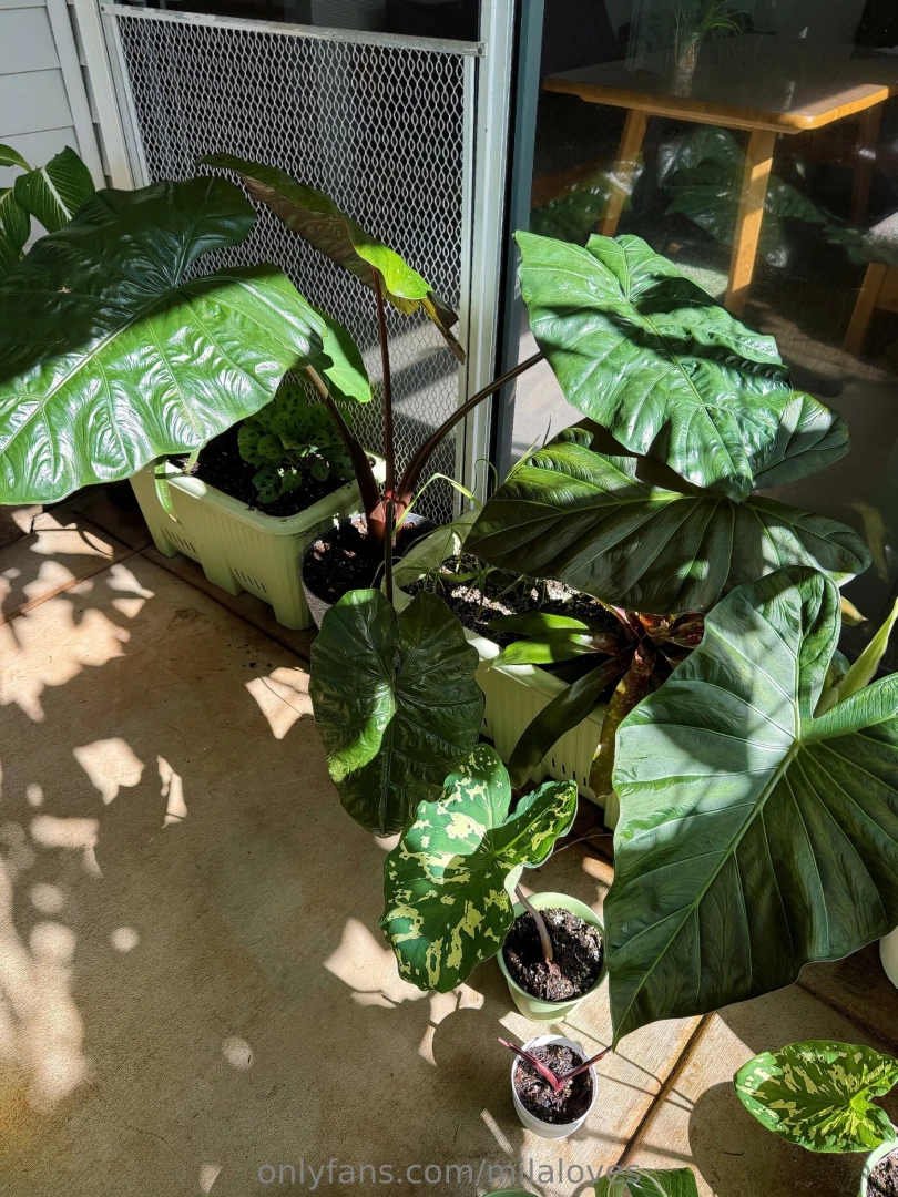 My alocasia plants i love heart shape leafs very much the bigger the 