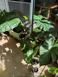My alocasia plants i love heart shape leafs very much the bigger the
