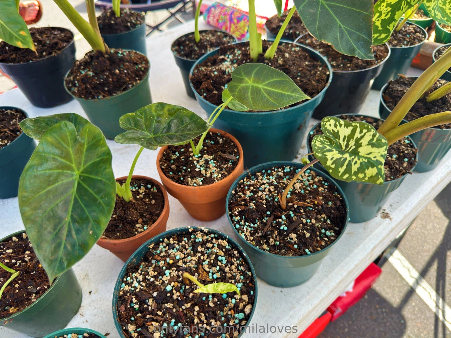 I have a deep love for plants and it is one of the very few businesses 