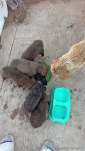 I just rescued this litter of pups and their mommy today the pups were part 3