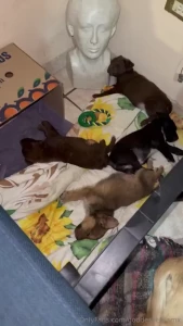 I just rescued this litter of pups and their mommy today the pups were part 5