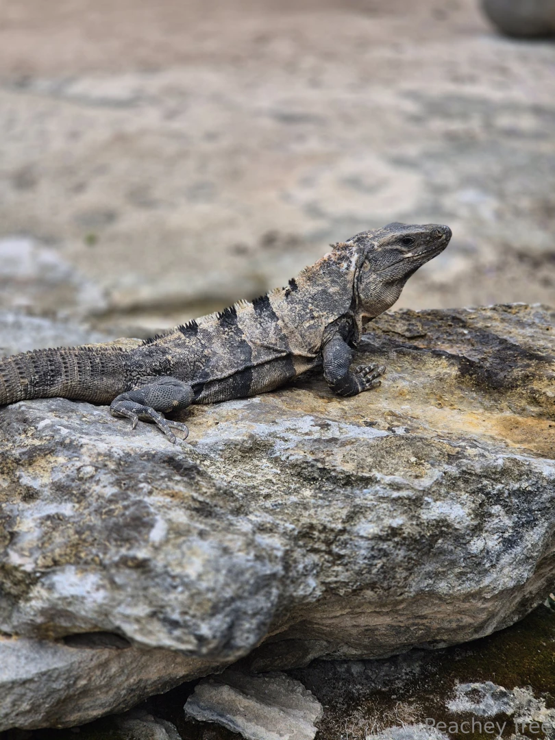 A little something different today while on vacation part 1 