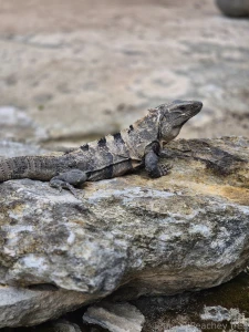 A little something different today while on vacation part 1