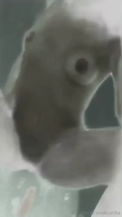 Pedime el video completo con tu aporte lo recib s en tus mensajes 