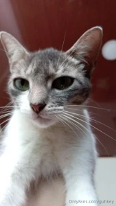 Freya y la gata de los vecinos