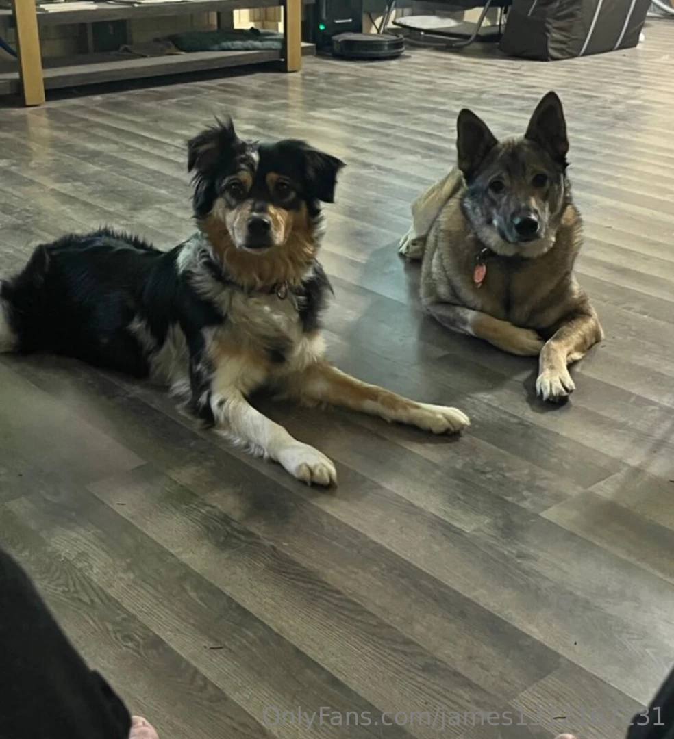 My puppy dogs 