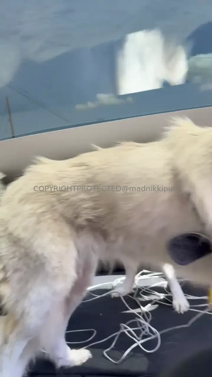 I rescued two giant great pyrnees dogs they are sisters say hi to 