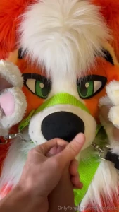 Unable to use his hands the yote gets to take advantage of that face