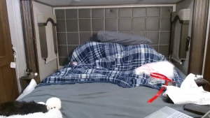 Stream started at 01 16 2025 04 23 am wednesday live with the tail