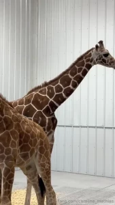 New babies arrived today on the ranch