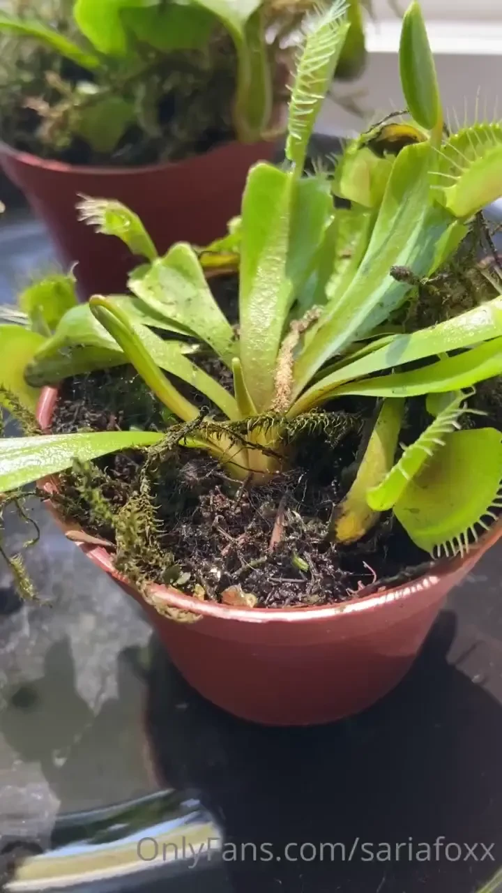 Brave or foolish spider josh got gifted 3 carnivorous plants for his 