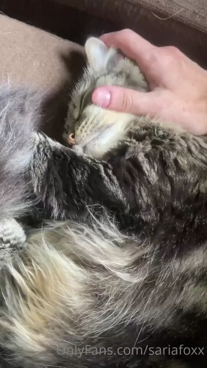 Sweet soft purry little mau 