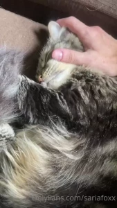 Sweet soft purry little mau