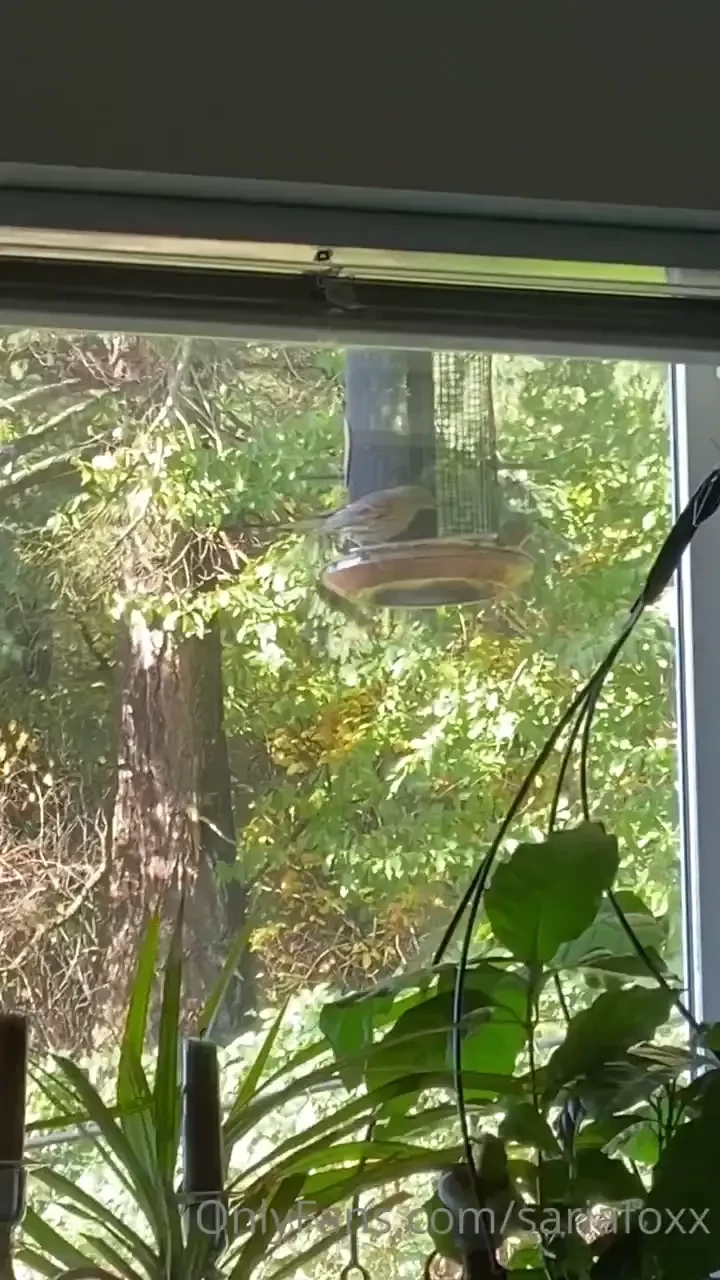 I refilled the bird feeder and it s lit 