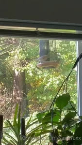 I refilled the bird feeder and it s lit