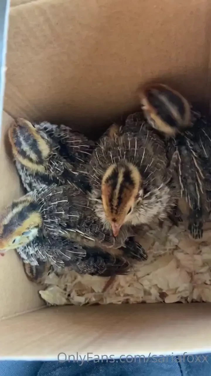 Welcome home baby quails such a dream come true today we adopted 5 part 1 