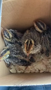 Welcome home baby quails such a dream come true today we adopted 5 part 1