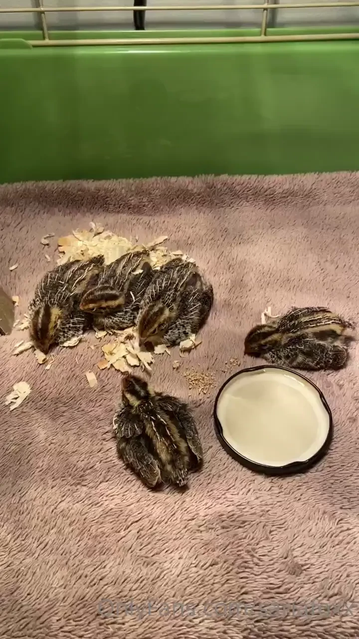 Welcome home baby quails such a dream come true today we adopted 5 