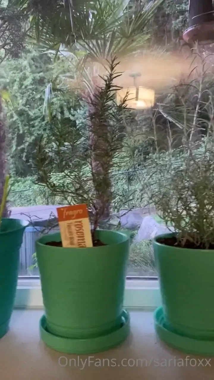 Updated plant amp garden tour part 1 