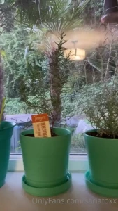 Updated plant amp garden tour part 1