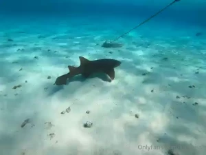 La vida en el mar tibur nsin y pez globo