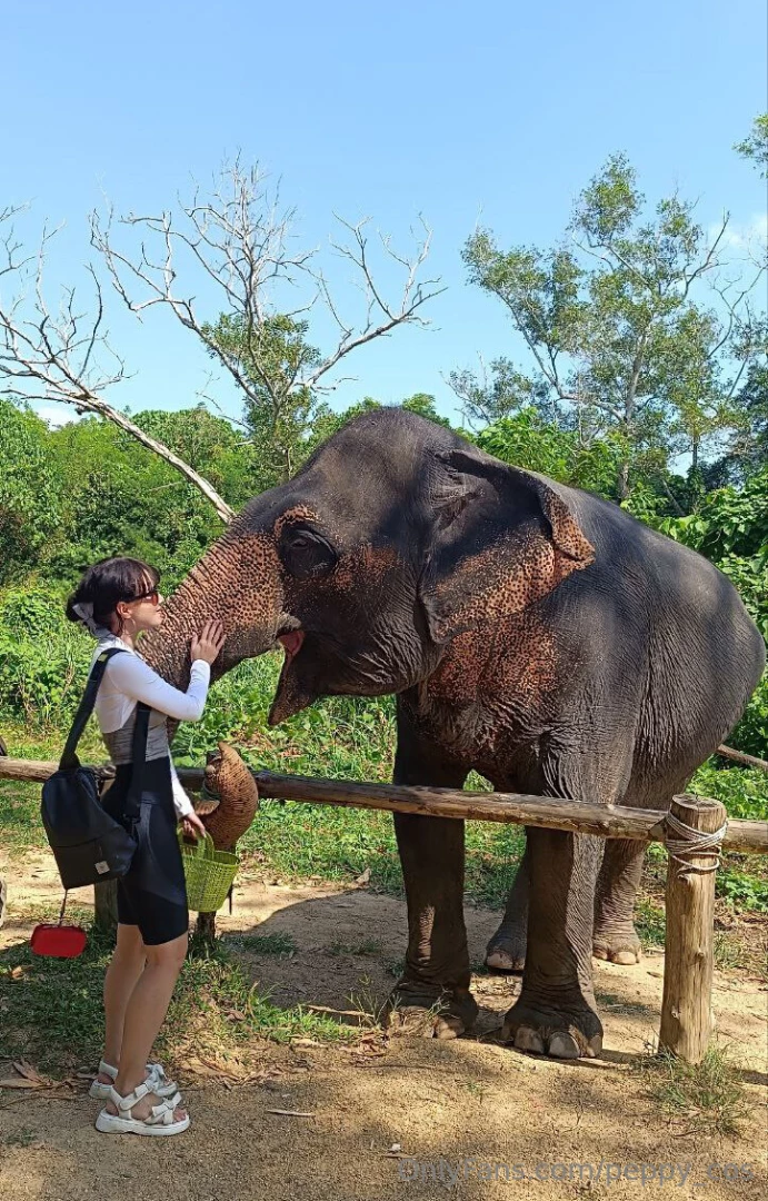 Every time i see elephants i go crazy they are so cute and kawaii i part 3 