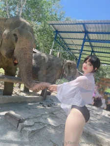 Every time i see elephants i go crazy they are so cute and kawaii i part 1