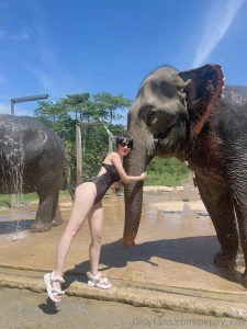 Every time i see elephants i go crazy they are so cute and kawaii i part 2