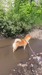 Fuji vs water a betrayal of epic proportions i always thought fuji