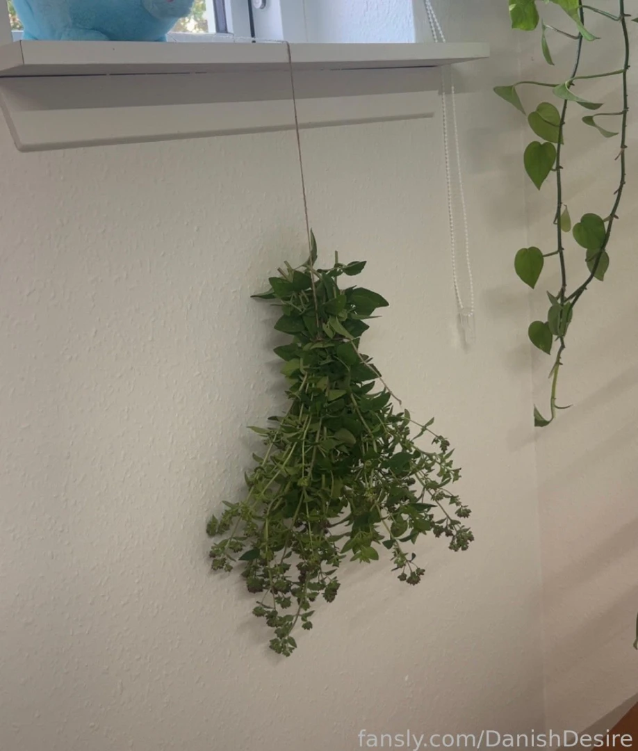 Am i drying my oregano in my bedroom yes yes i am let s see how it 