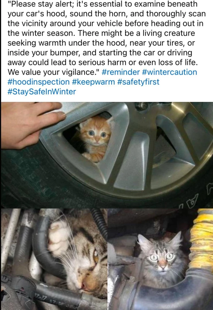 Little sfw reminder since it s cold out - knock on your car hood and part 2 