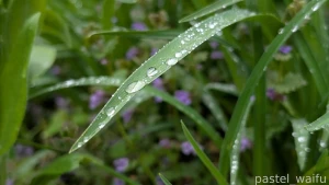 Im fascinated with water droplets on plants the clear beads and the