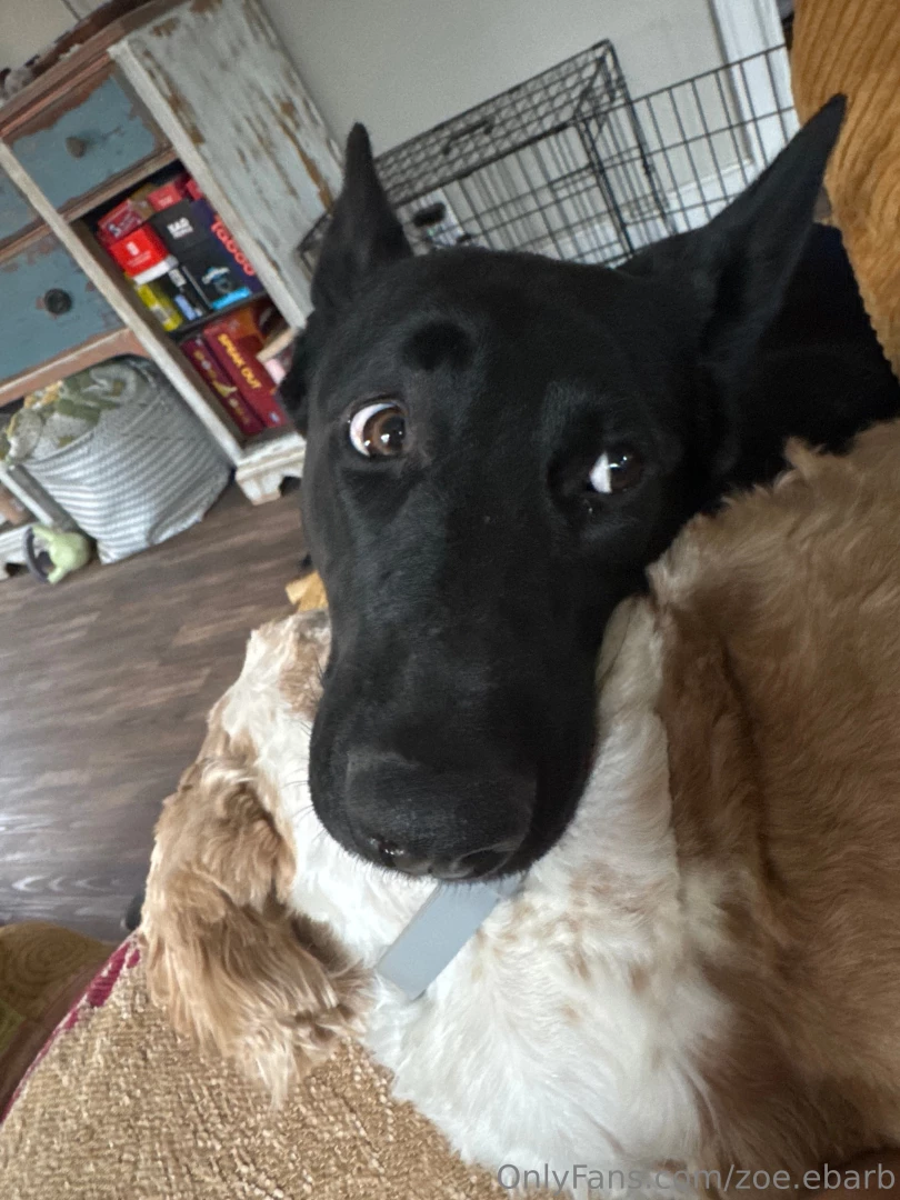 My snuggle babiesssss currently studying for server test 