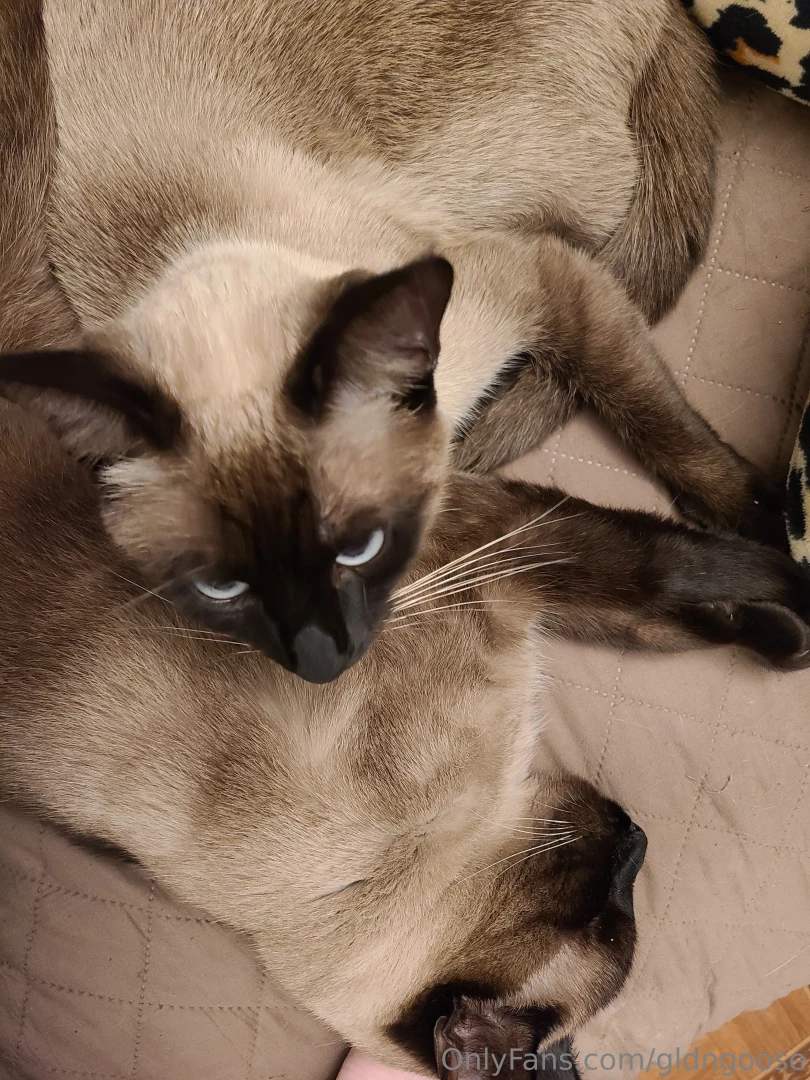 Who wants to see me play with my pussy and i m not talking about the 