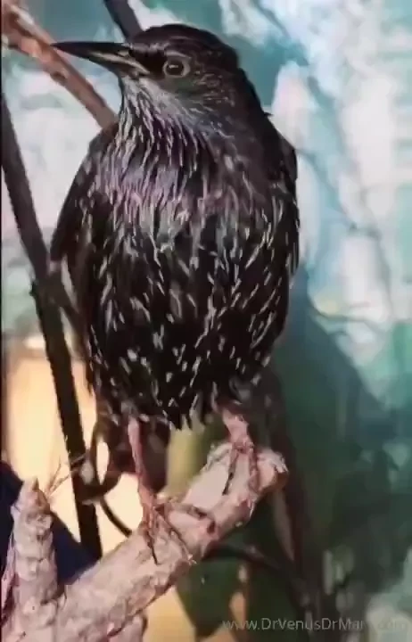 Thanks for all your support these birds would not be still alive 