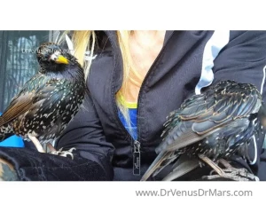 drvenusdrmars - Thanks for helping us save them www drvenusdrmars com animals art 