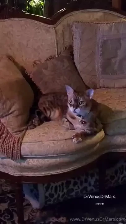 More pussy here s beautiful ziggy stardust marley in a rare peaceful 