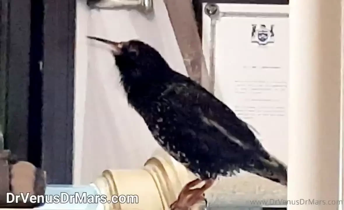 Our inspiration the rescued animals listen to this wild starling sing 