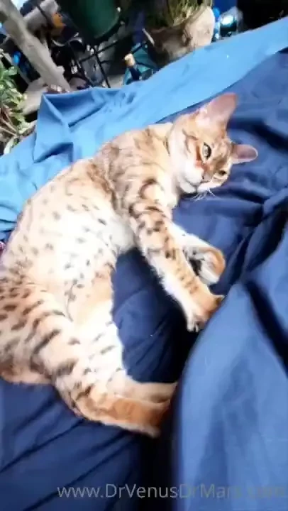 Yet another pussy post ziggy needs clomicalm 5mg for his problem 