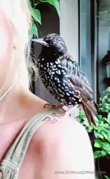 Beauty of nature in slow motion rescued starlings www drvenusdrmars 